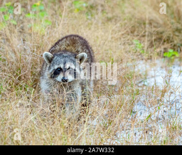 Raccoon approaches from a field in Florida Stock Photo
