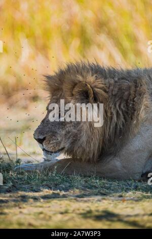 Male Lion (Panthera leo) with flies lies in grass, Moremi Wildlife Reserve, Ngamiland, Botswana Stock Photo