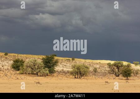 Cheetahs (Acinonyx jubatus), female walking in front of her two subadult male cubs, in the dry and barren Auob riverbed, behind a thunderstorm Stock Photo