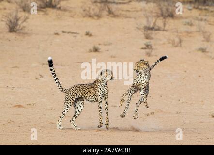 Cheetah (Acinonyx jubatus), two playful subadult males in the dry and barren Auob riverbed, Kalahari Desert, Kgalagadi Transfrontier Park, South Stock Photo