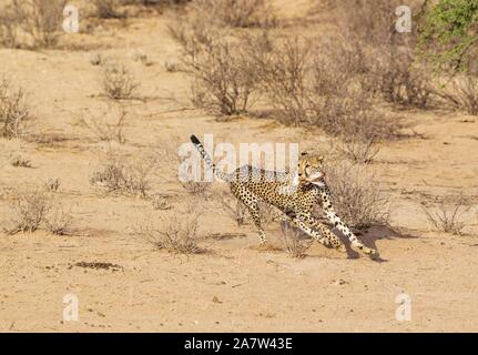 Cheetah (Acinonyx jubatus), running subadult male with the head of a hare in his mouth, Kalahari Desert, Kgalagadi Transfrontier Park, South Africa Stock Photo