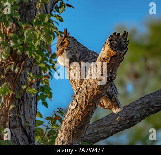 Great horned owl calling to it's mate Stock Photo