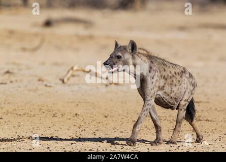 Spotted Hyena (Crocuta crocuta), walking, Kalahari Desert, Kgalagadi Transfrontier Park, South Africa Stock Photo