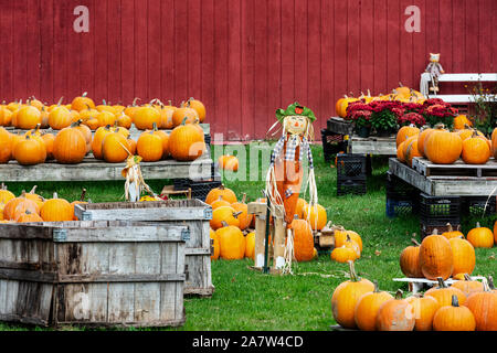 Decorative pumpkin display at a farm stand, Shaftsbury, Vermont, USA. Stock Photo