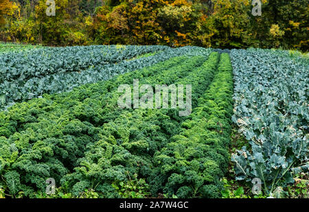 Field of kale ready for autumn harvet. Stock Photo