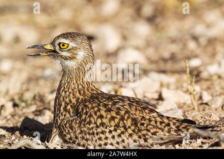 Spotted Dikkop (Burhinus capensis), Kalahari Desert, Kgalagadi Transfrontier Park, South Africa Stock Photo