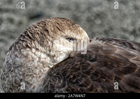 Southern giant petrel (Macronectes giganteus) with head in plumage, animal portrait, St. Andrews Bay, South Georgia, South Georgia and the South Stock Photo