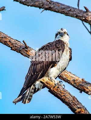 Osprey perched on a tree branch Stock Photo