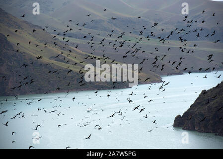 Clustered crows flutter above the grassland, seeking for food in Ili Kazakh Autonomous Prefecture, Xinjiang Uygur Autonomous Region, 27 July 2019.  Th Stock Photo