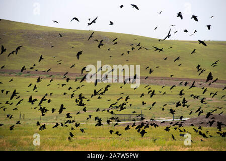 Clustered crows flutter above the grassland, seeking for food in Ili Kazakh Autonomous Prefecture, Xinjiang Uygur Autonomous Region, 27 July 2019.  Th Stock Photo