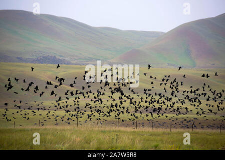 Clustered crows flutter above the grassland, seeking for food in Ili Kazakh Autonomous Prefecture, Xinjiang Uygur Autonomous Region, 27 July 2019.  Th Stock Photo