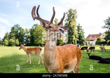 Fallow deer in the garden of Blatna castle in the Czech Republic Stock Photo