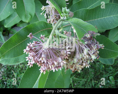 A Monarch caterpillar climbing on common Milkweed flowers in Trevor, Wisconsin, USA Stock Photo