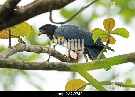Red-throated Caracara (Ibycter americanus) adult perched on branch  Darien, Panama        April Stock Photo