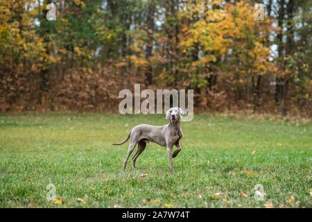 Weimaraner posing on a meadow in autumn leaves Stock Photo