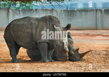 Two Rhino resting in the shade on the nature Stock Photo