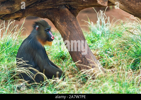 Beautiful Mandrill sits in the green grass Stock Photo