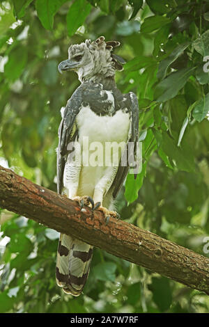 Harpy eagle (Harpia harpyja), immature sitting on a branch and