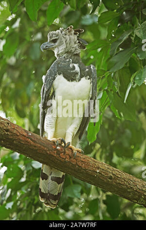 Harpy Eagle (Harpia harpyja) adult female perched on branch, reintroduction program  Panama              November Stock Photo