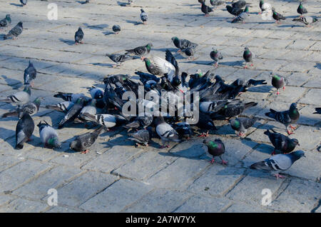 isolated crowd of pigeons on street, city doves eating from street on sunny day Stock Photo