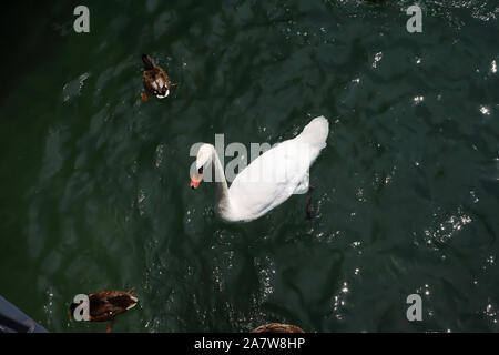 beautiful white swan on lake Zurich in Switzerland, top view, with ducks on sunny day close up Stock Photo