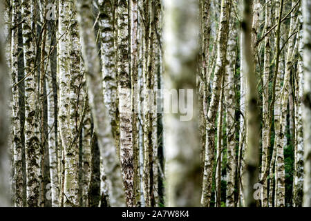 Birch forest as a natural burial grave site, Hofgeismar, Weser Uplands, Weserbergland, Hesse, Germany Stock Photo