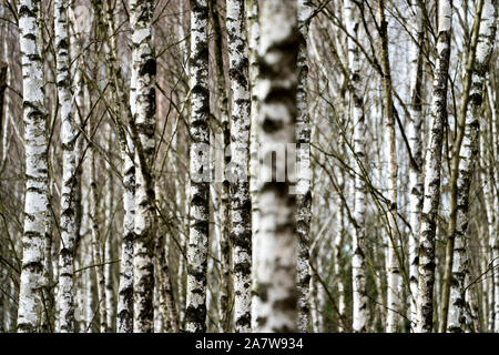 Birch forest as a natural burial grave site, Hofgeismar, Weser Uplands, Weserbergland, Hesse, Germany Stock Photo