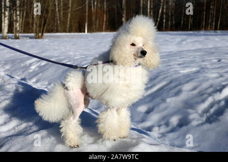 Closeup of a fluffy white miniature poodle photographed during winter outdoors in Finland. A cute poodle dog in continental trim. Color image. Stock Photo