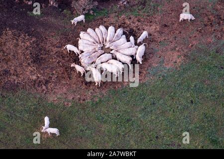Herd of cows on field in aerial shot Stock Photo