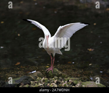 White Ibis bird with its stretching wings standing on a rock by the water displaying its long beak, white body, red legs in its environment and surrou Stock Photo