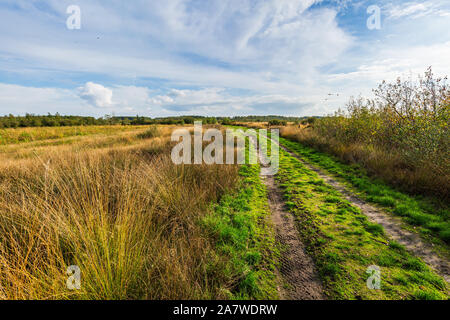 Moorland, peat moss landscape at national park de Groote Peel, Limburg, the Netherlands. Autumn scenery under a sunny blue sky. Natural light, high dy Stock Photo