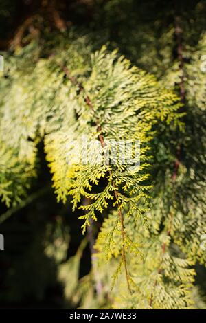 Chamaecyparis obtusa 'Special Variegated' - Special Variegated Hinoki Cypress, close up. Stock Photo