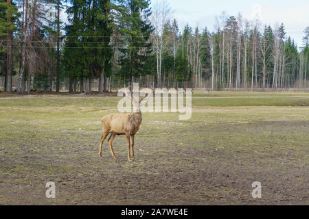 Cute and friendly deer herd of safari deer park in Latvia during feeding at sunny spring morning with pine tree forest in background and blue cloudy s Stock Photo