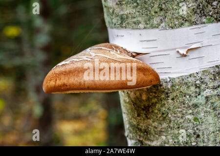 Birch Polypore Mushroom (Piptoporus betulinus) growing on a birch tree, Whiteshell Provincial Park, Manitoba, Canada. Stock Photo