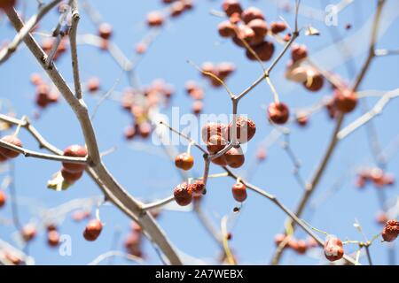 Ziziphus mauritiana, also known as Chinese date, ber, Chinee apple, jujube, Indian plum, Regi pandu, Indian jujube, dunks and masau. Stock Photo