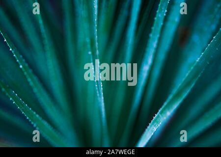 Beautiful selective focuse biscay turquoise green aloe close up background. Stock Photo