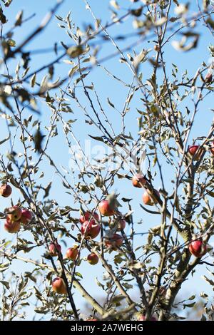Apple Malus domestica 'Braeburn' tree. Stock Photo