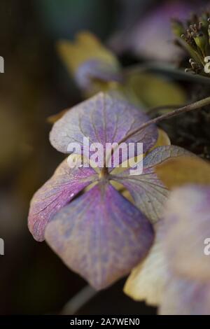 Hydrangea macrophylla "Beaute Vendomoise", in autumn, close up. Stock Photo