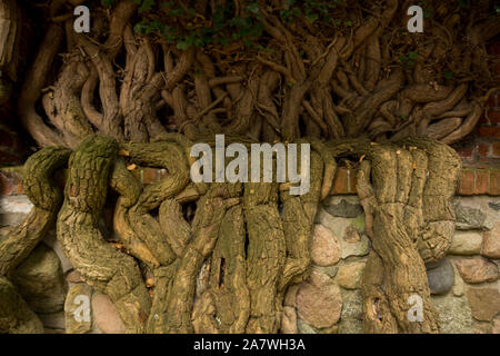 roots of ivy climbing on a wall made of stone Stock Photo
