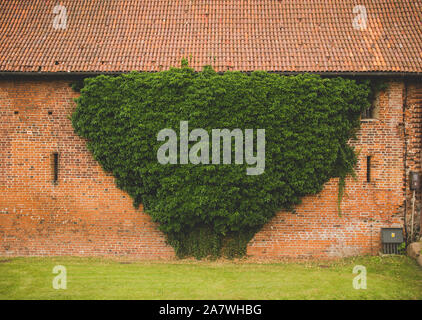 green ivy growing on a brick wall of an old building Stock Photo