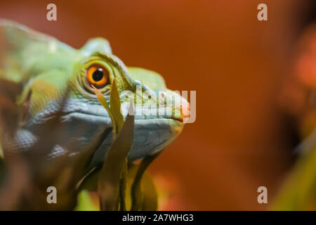 Close up view of gecko lizard head Stock Photo