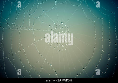 Spider web after rain with water drops close up with a blueish background. Stock Photo