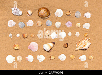 Flat lay pattern of colorful and various seashells on sea sand background, top view. Sea beach and summer concept Stock Photo