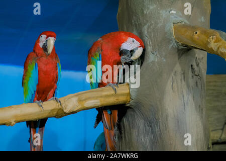 Two cute macaw parrots sitting on tree Stock Photo