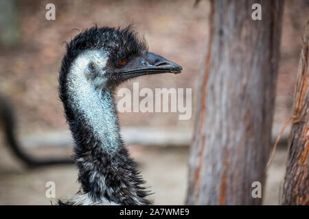 Close up side on view of Emu head. Stock Photo
