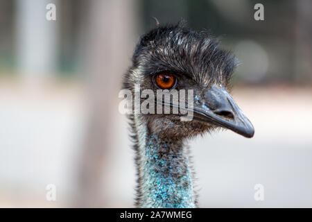 Close up view of Emu head. Stock Photo