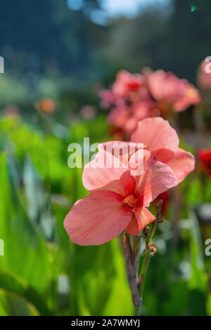 Red flower Cannes on the background of leaves and trees through which the sun shines Stock Photo