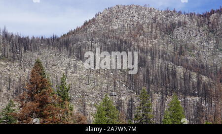 Aftermath of the Donnell Fire, one year later. Burnt forest trees in the Stanislaus National Forest near Dardanelle on Highway 108, California. Stock Photo