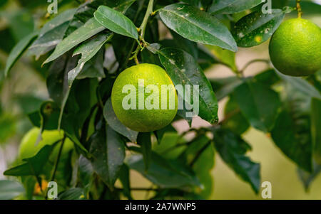 Limes ripening on the tree - fruit Stock Photo