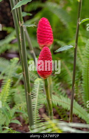 Pine cone ginger - red flower that resembles a pine cone Stock Photo